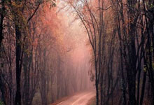 开云体育下载:陈明伶加盟墨尔本老虎队 将携手杨舒予征战NBL1南区联赛